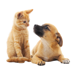 Mascotas